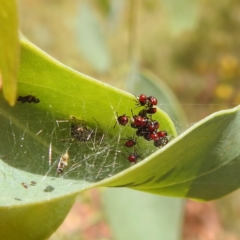 Oechalia schellenbergii (Spined Predatory Shield Bug) at Kambah, ACT - 14 Jan 2023 by HelenCross
