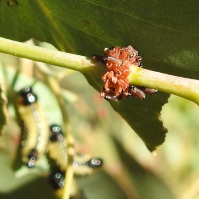 Paropsis atomaria (Eucalyptus leaf beetle) at Kambah, ACT - 9 Jan 2023 by HelenCross