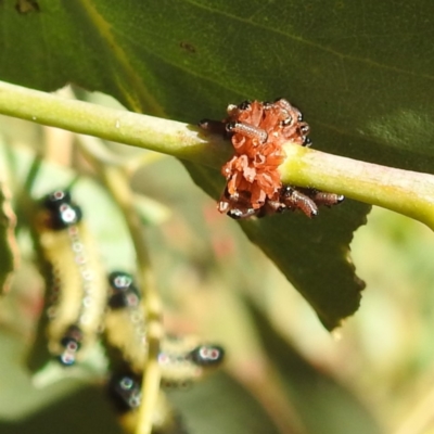 Paropsis atomaria (Eucalyptus leaf beetle) at Lions Youth Haven - Westwood Farm A.C.T. - 9 Jan 2023 by HelenCross