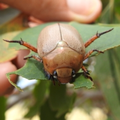 Anoplognathus pallidicollis (Cashew beetle) at Kambah, ACT - 13 Jan 2023 by HelenCross