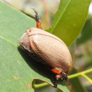 Anoplognathus pallidicollis at Lions Youth Haven - Westwood Farm A.C.T. - 14 Jan 2023