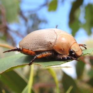 Anoplognathus pallidicollis at Lions Youth Haven - Westwood Farm A.C.T. - 14 Jan 2023