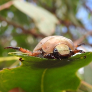 Anoplognathus pallidicollis at Lions Youth Haven - Westwood Farm A.C.T. - 14 Jan 2023