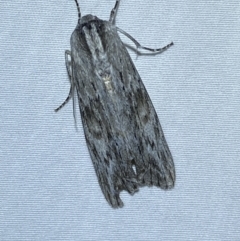 Capusa (genus) (Wedge moth) at Jerrabomberra, NSW - 13 Jan 2023 by Steve_Bok