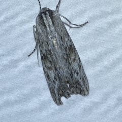 Capusa (genus) (Wedge moth) at Jerrabomberra, NSW - 14 Jan 2023 by SteveBorkowskis