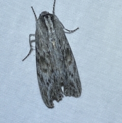 Capusa (genus) at suppressed - 14 Jan 2023