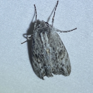 Capusa (genus) at suppressed - 14 Jan 2023