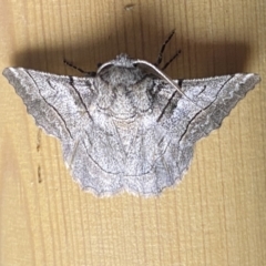 Hypobapta tachyhalotaria (Varied Grey) at Jerrabomberra, NSW - 12 Jan 2023 by SteveBorkowskis