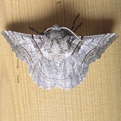 Hypobapta tachyhalotaria (Varied Grey) at Jerrabomberra, NSW - 12 Jan 2023 by SteveBorkowskis