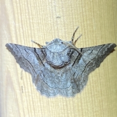 Hypobapta tachyhalotaria at Jerrabomberra, NSW - suppressed