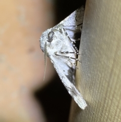 Hypobapta tachyhalotaria at Jerrabomberra, NSW - suppressed