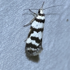 Philobota impletella Group (A concealer moth) at Jerrabomberra, NSW - 12 Jan 2023 by Steve_Bok