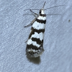 Philobota impletella Group (A concealer moth) at Jerrabomberra, NSW - 12 Jan 2023 by SteveBorkowskis