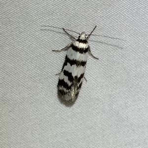 Philobota impletella Group at Jerrabomberra, NSW - 12 Jan 2023