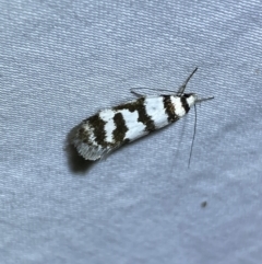 Philobota impletella Group at Jerrabomberra, NSW - 12 Jan 2023