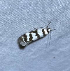 Philobota impletella Group at Jerrabomberra, NSW - 12 Jan 2023