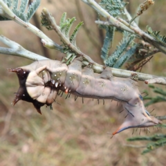 Neola semiaurata (Wattle Notodontid Moth) at Kambah, ACT - 13 Jan 2023 by HelenCross