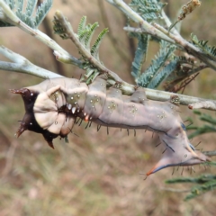 Neola semiaurata (Wattle Notodontid Moth) at Kambah, ACT - 14 Jan 2023 by HelenCross