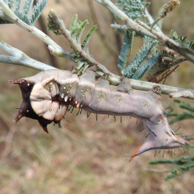Neola semiaurata (Wattle Notodontid Moth) at Kambah, ACT - 14 Jan 2023 by HelenCross
