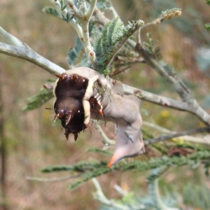 Neola semiaurata at Kambah, ACT - suppressed