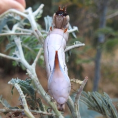 Neola semiaurata at Kambah, ACT - 14 Jan 2023