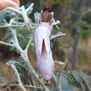 Neola semiaurata at suppressed - 14 Jan 2023