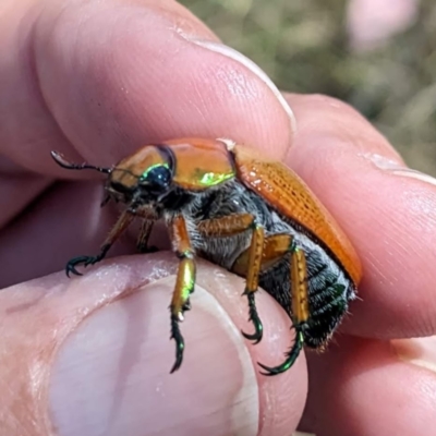 Anoplognathus brunnipennis (Green-tailed Christmas beetle) at Tuggeranong, ACT - 14 Jan 2023 by HelenCross