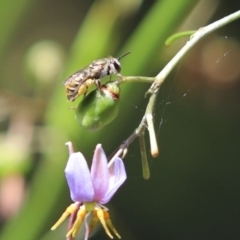 Lipotriches (Austronomia) phanerura (Halictid Bee) at Cook, ACT - 7 Jan 2023 by Tammy