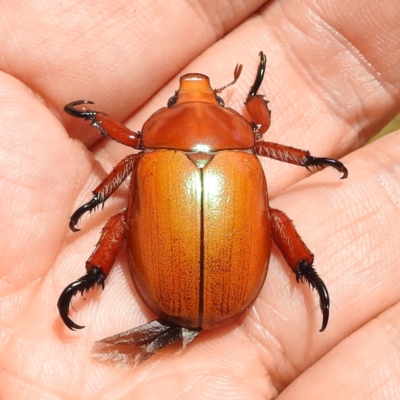 Anoplognathus montanus (Montane Christmas beetle) at Lions Youth Haven - Westwood Farm A.C.T. - 14 Jan 2023 by HelenCross