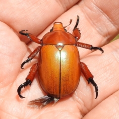 Anoplognathus montanus (Montane Christmas beetle) at Tuggeranong, ACT - 14 Jan 2023 by HelenCross
