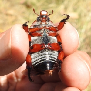 Anoplognathus montanus at Tuggeranong, ACT - 14 Jan 2023