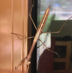 Unidentified Praying mantis (Mantodea) at Hall, ACT - 13 Jan 2023 by strigo