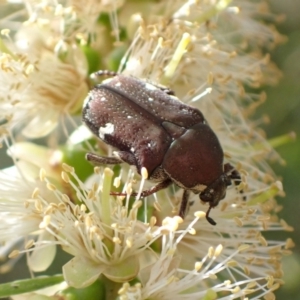 Glycyphana stolata at Murrumbateman, NSW - 13 Jan 2023