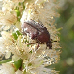 Glycyphana stolata at Murrumbateman, NSW - 13 Jan 2023