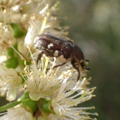 Glycyphana stolata at Murrumbateman, NSW - 13 Jan 2023