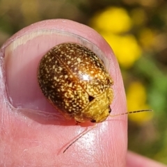 Paropsis variolosa (Variolosa leaf beetle) at Mount Mugga Mugga - 13 Jan 2023 by Mike