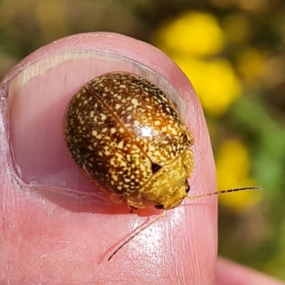 Paropsis variolosa (Variolosa leaf beetle) at Mount Mugga Mugga - 13 Jan 2023 by Mike