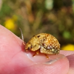 Paropsis variolosa at O'Malley, ACT - 14 Jan 2023 10:12 AM