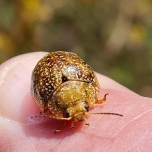 Paropsis variolosa at O'Malley, ACT - 14 Jan 2023