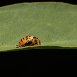 Harmonia conformis at Murrumbateman, NSW - 14 Jan 2023 08:17 PM