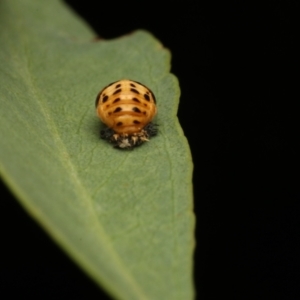 Harmonia conformis at Murrumbateman, NSW - 14 Jan 2023 08:17 PM