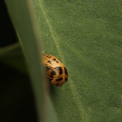 Harmonia conformis at Murrumbateman, NSW - 14 Jan 2023 08:17 PM