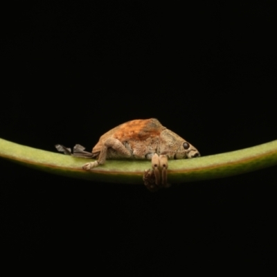 Gonipterus sp. (genus) (Eucalyptus Weevil) at Murrumbateman, NSW - 14 Jan 2023 by amiessmacro