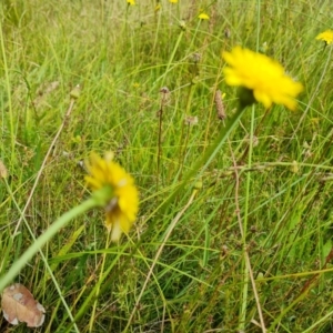 Leontodon saxatilis at O'Malley, ACT - 14 Jan 2023