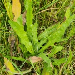 Leontodon saxatilis at O'Malley, ACT - 14 Jan 2023