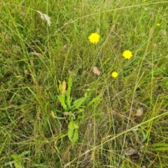 Leontodon saxatilis at O'Malley, ACT - 14 Jan 2023