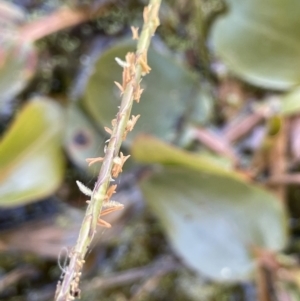 Hemarthria uncinata at Breadalbane, NSW - 14 Jan 2023