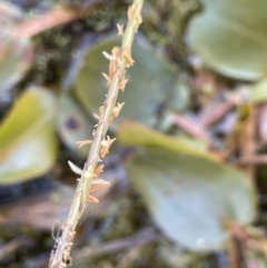 Hemarthria uncinata (Matgrass) at Breadalbane, NSW - 14 Jan 2023 by JaneR
