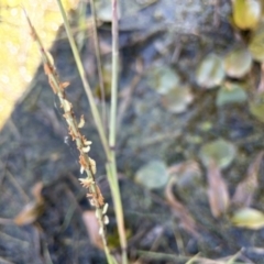 Hemarthria uncinata at Breadalbane, NSW - 14 Jan 2023
