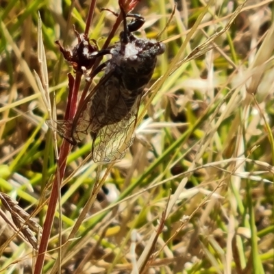 Cicadettini sp. (tribe) (Cicada) at Symonston, ACT - 14 Jan 2023 by Mike